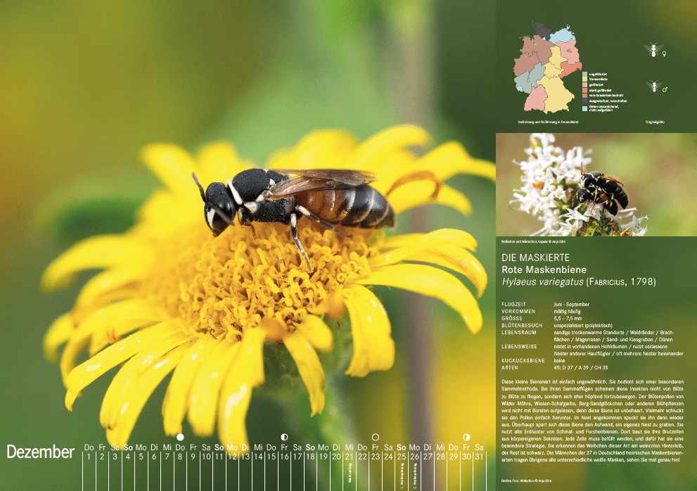 Bienenkalender, Dezember 2022