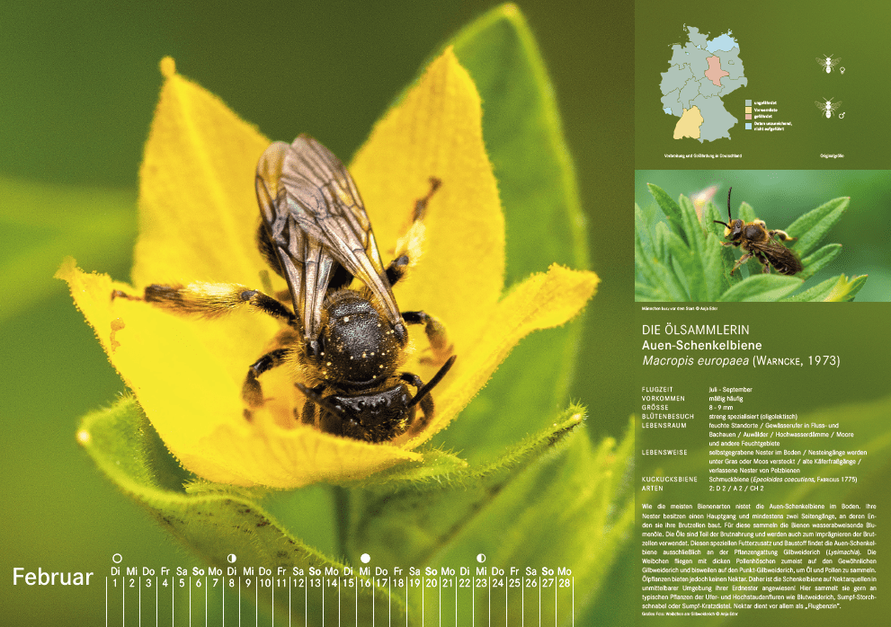 Bienenkalender, Februar 2022