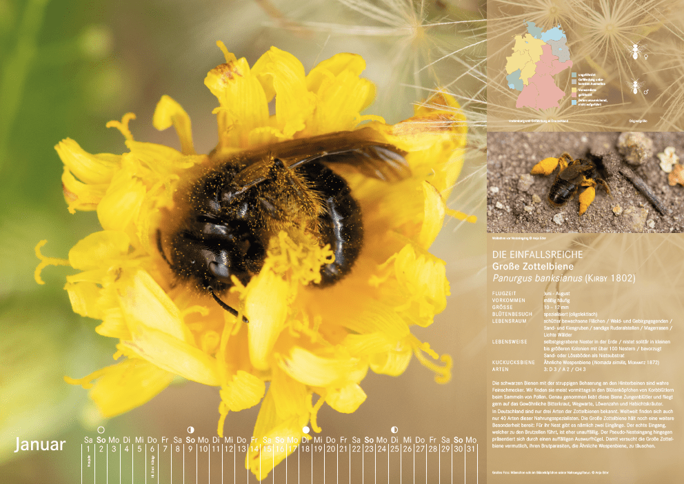 Bienenkalender, Januar 2022
