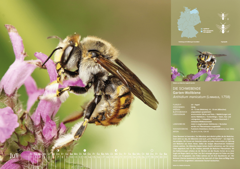 Bienenkalender, Juli 2022