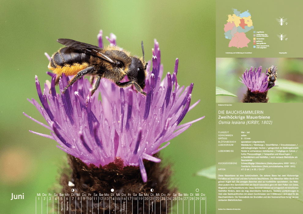 Bienenkalender, Juni 2022