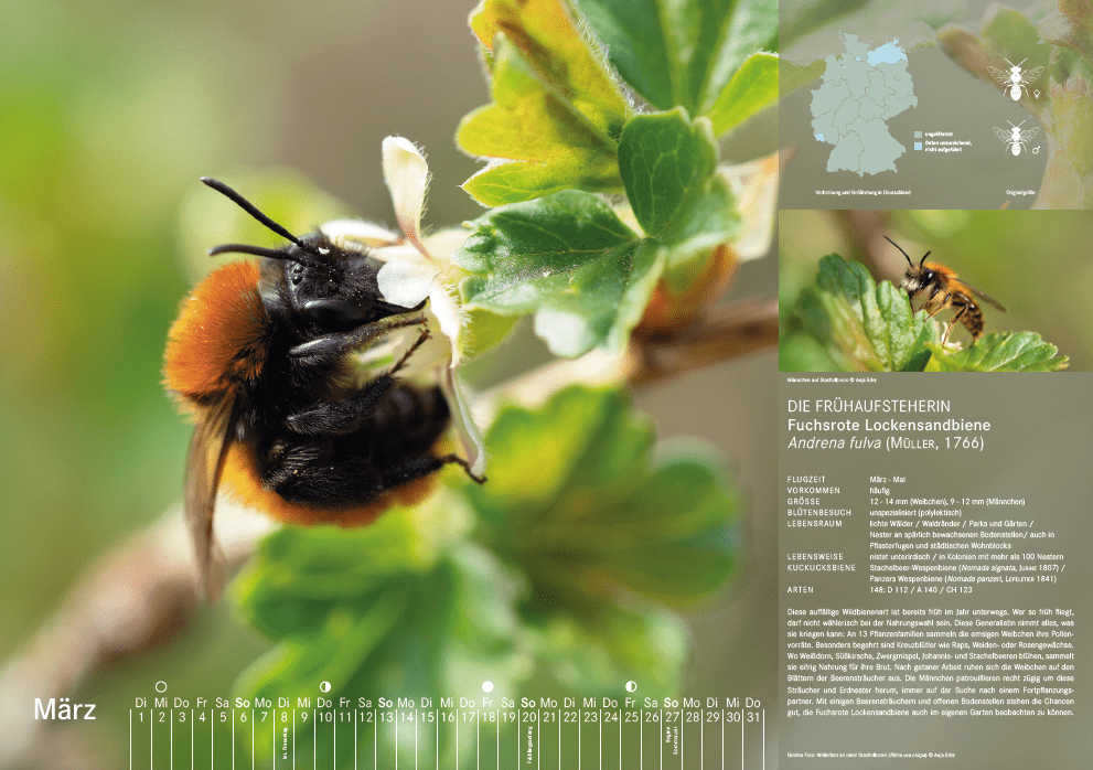 Bienenkalender, März 2022