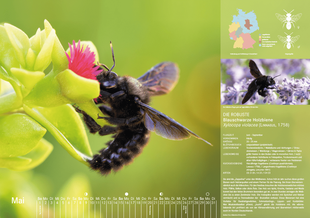 Bienenkalender, Mai 2022
