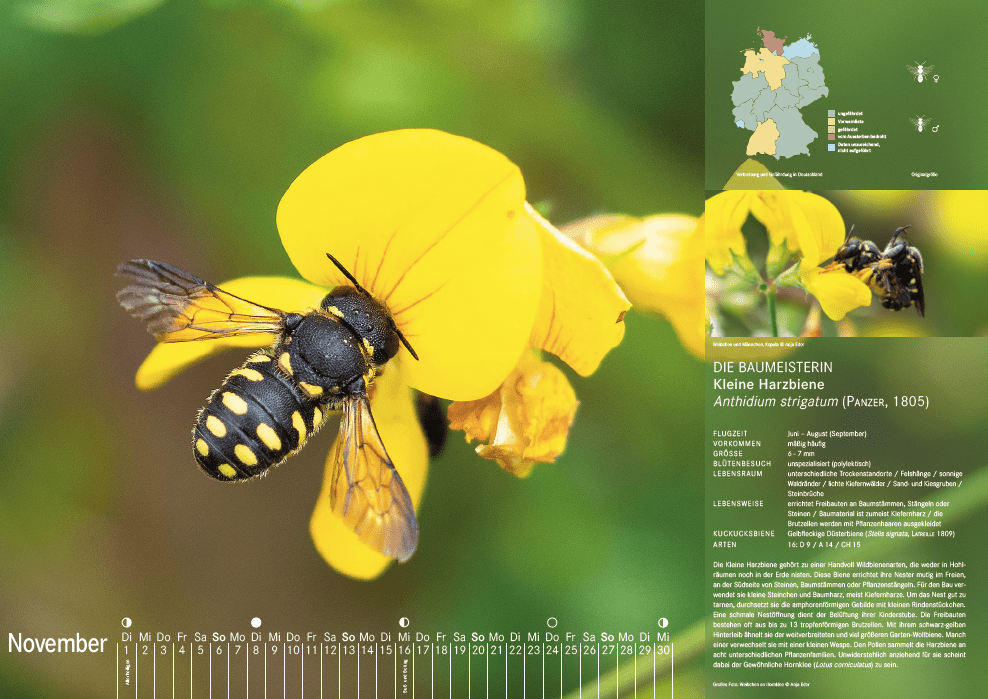 Bienenkalender, November 2022
