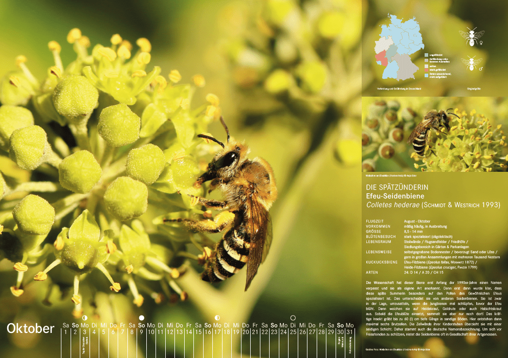 Bienenkalender, Oktober 2022