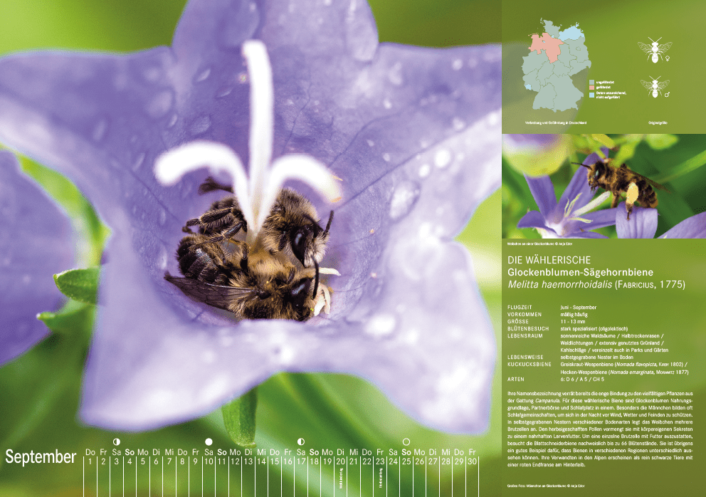 Bienenkalender, September 2022