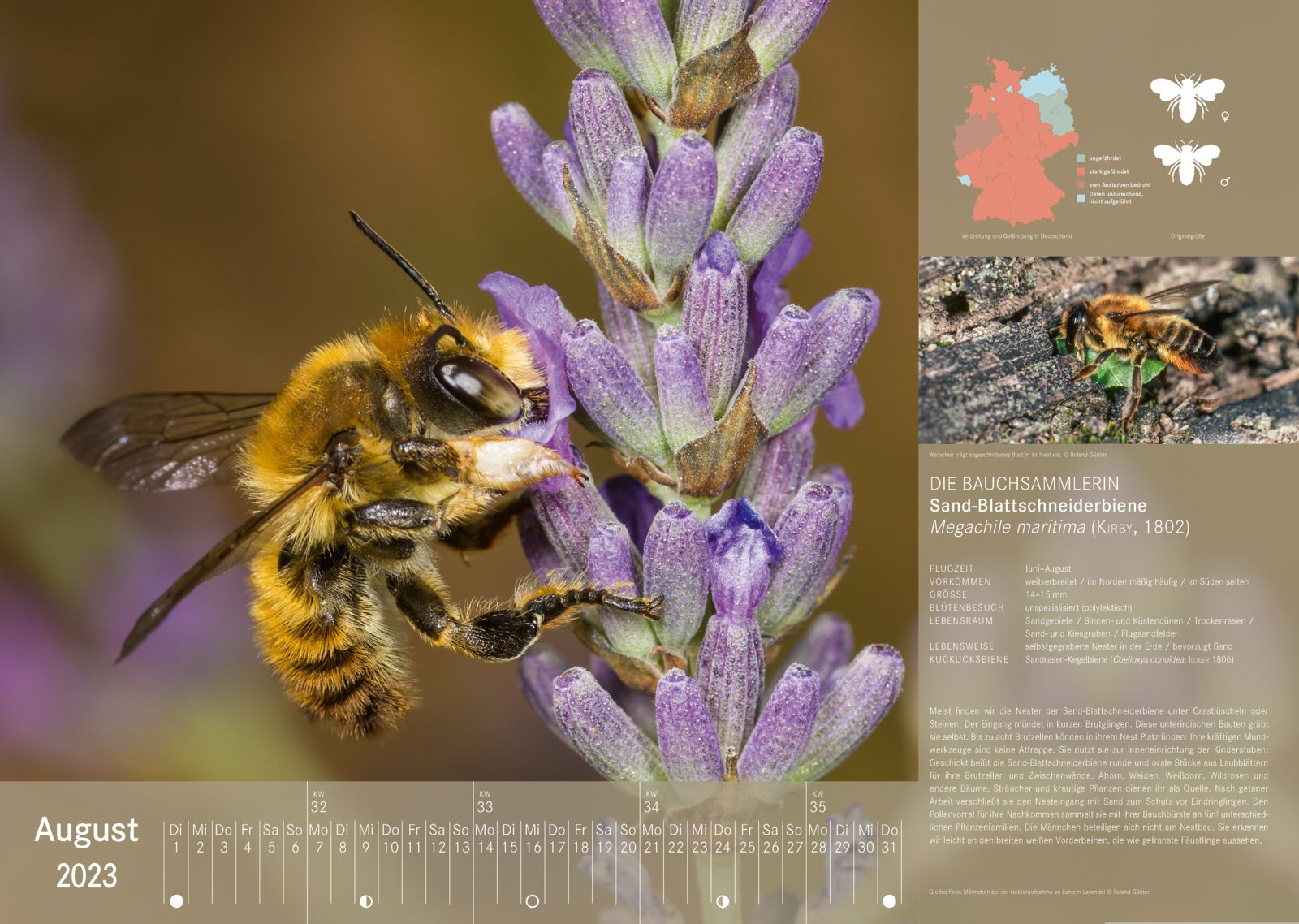 Wildbienenkalender 2023: August