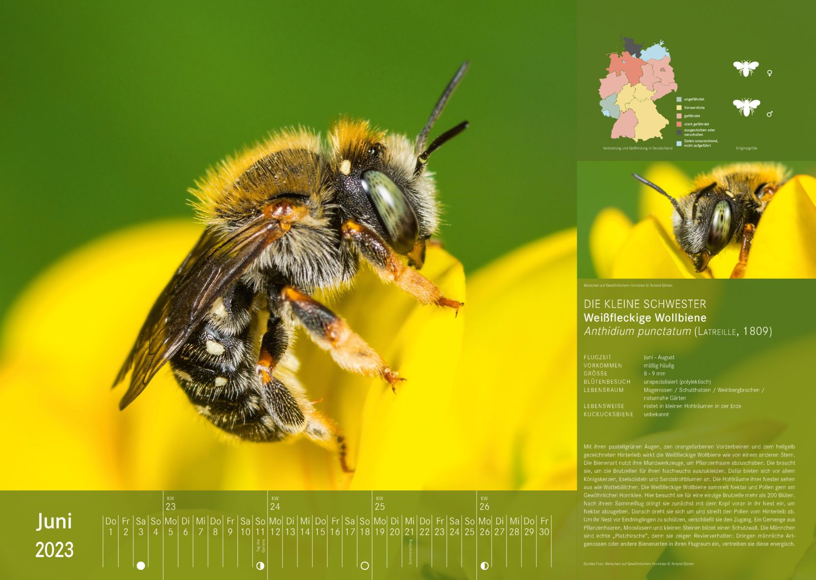 Wildbienenkalender 2023: Juni
