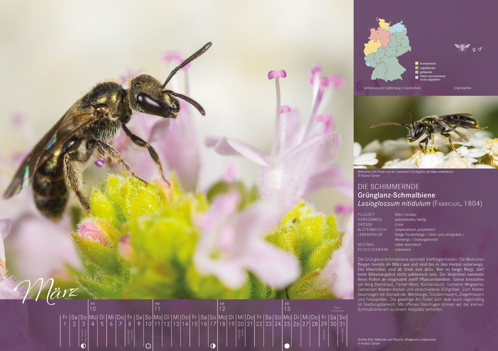 Wildbienenkalender 2024: März