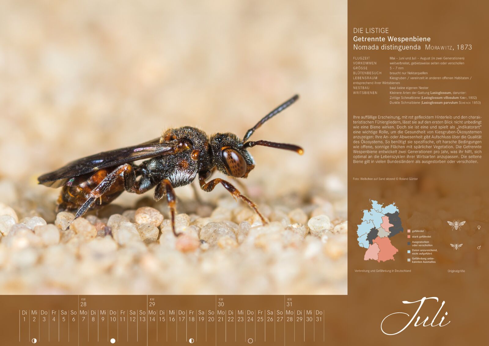 Bienenkalender: Juli 2025