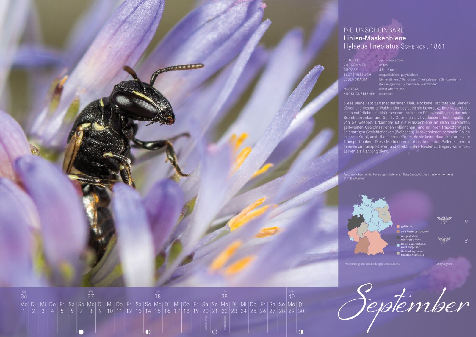 Bienenkalender: September 2025