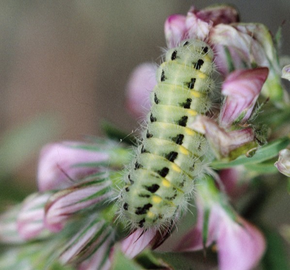 Esparsetten-Widderchen (Zygaena carniolica)